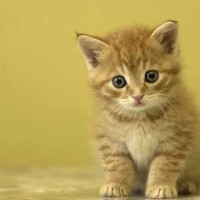 Contest XI [Cute Cat]