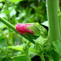 Japanese Flower [Part I]