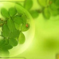 Lồng ảnh vào quả cầu pha lê trong Photoshop