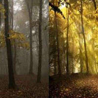 Cách tạo tia nắng trong khu rừng ảo với HDR Toning