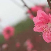 Download bộ hình nền Tết 2013 - Rực rỡ sắc hoa