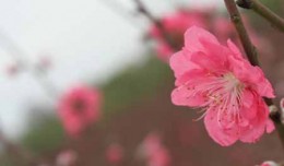 Download bộ hình nền Tết 2013 - Rực rỡ sắc hoa