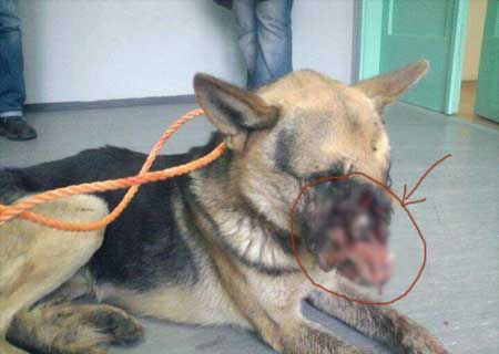 Hình ảnh con chó bị đối xử tàn nhẫn gây phẩn nộ cộng đồng mạng là có thật