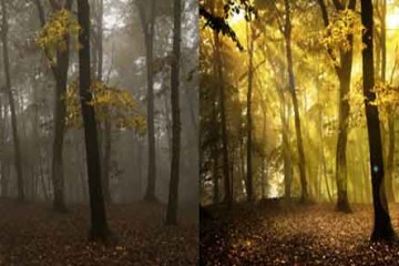 Cách tạo tia nắng trong khu rừng ảo với HDR Toning